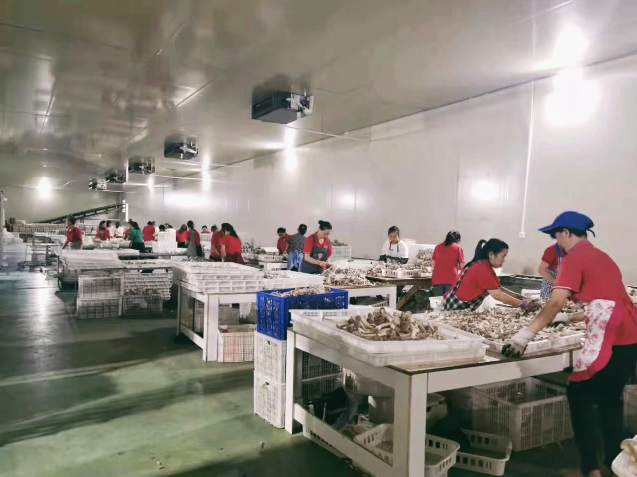 农行贵阳分行支持的贵州电商云食用菌分拣车间。