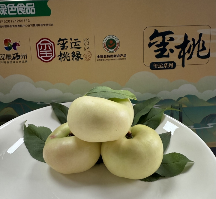 圖為：套袋后的黃桃果皮為白色 （胡曉嫻 攝）.jpg