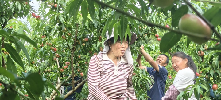 圖為：果農們在採摘黃桃 （胡曉嫻 攝）.jpg