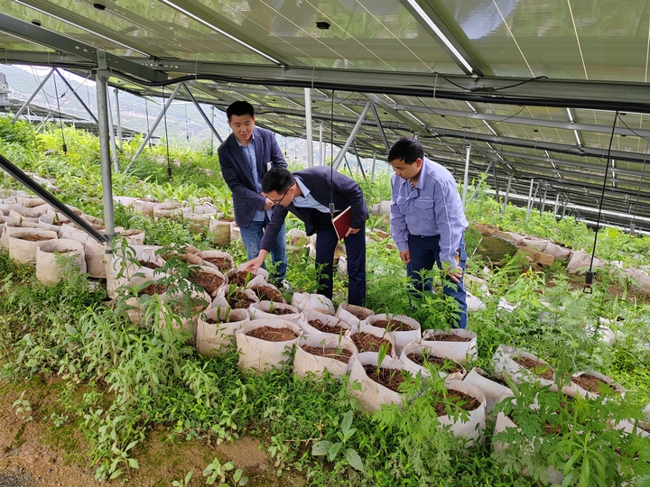 安顺职业技术学院教师指导养牛村中药材种植。.jpg