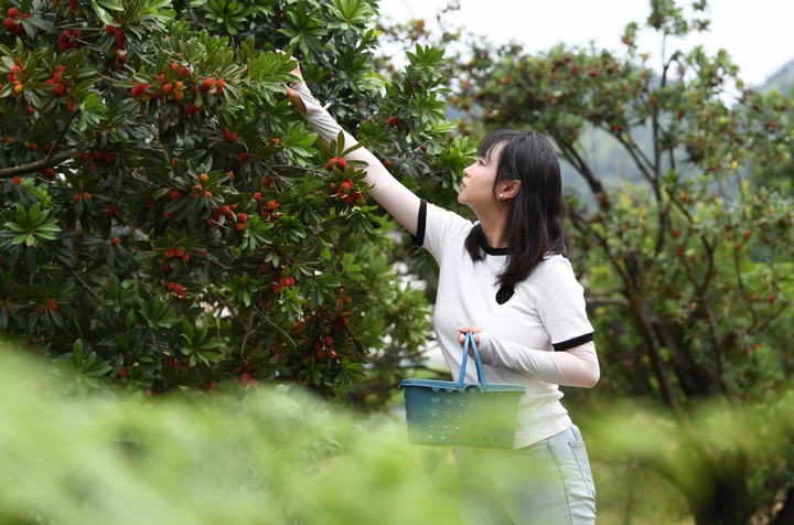 紅果綴青山 永樂奏“梅”章。