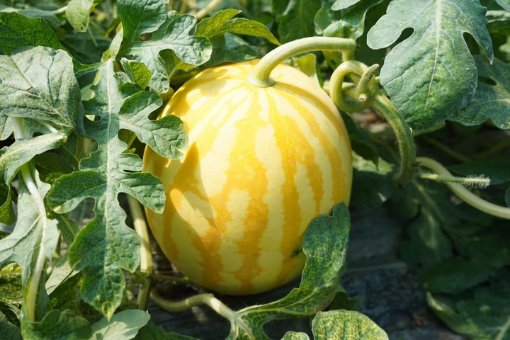 西洛街道開化社區種植的黃皮麒麟瓜 黃源匯 攝.jpg