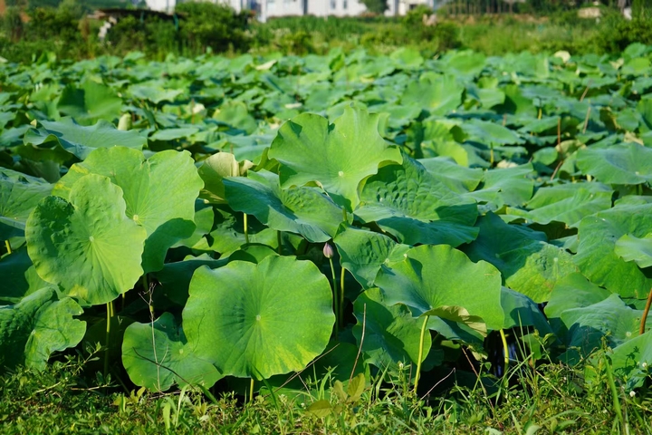 西洛街道竹荷園裡的荷花池 黃源匯 攝 (2).jpg