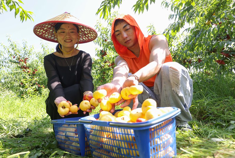 游客在贵州省铜仁市玉屏侗族自治县朱家场镇混寨村蟠桃种植基地采摘蟠桃。