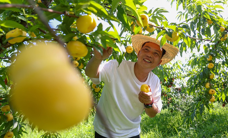 游客在贵州省铜仁市玉屏侗族自治县朱家场镇混寨村蟠桃种植基地采摘蟠桃。