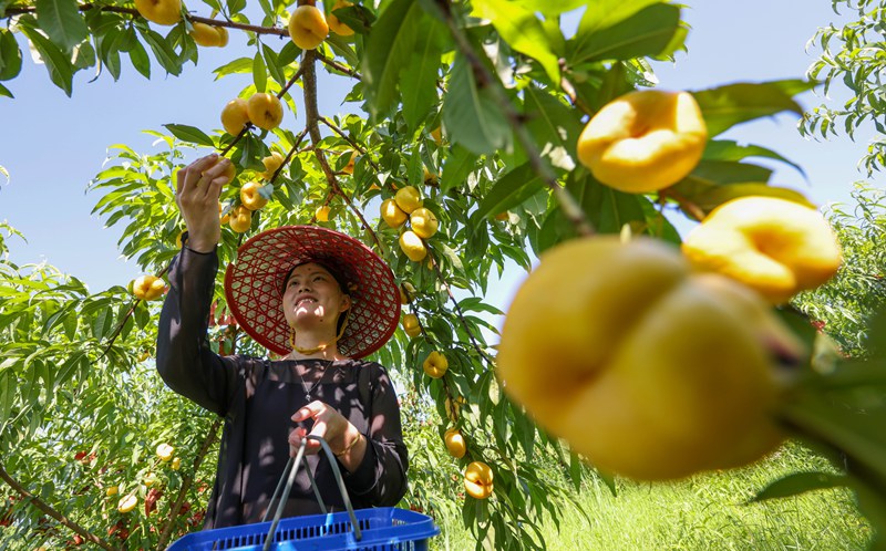 游客在贵州省铜仁市玉屏侗族自治县朱家场镇混寨村蟠桃种植基地采摘蟠桃。