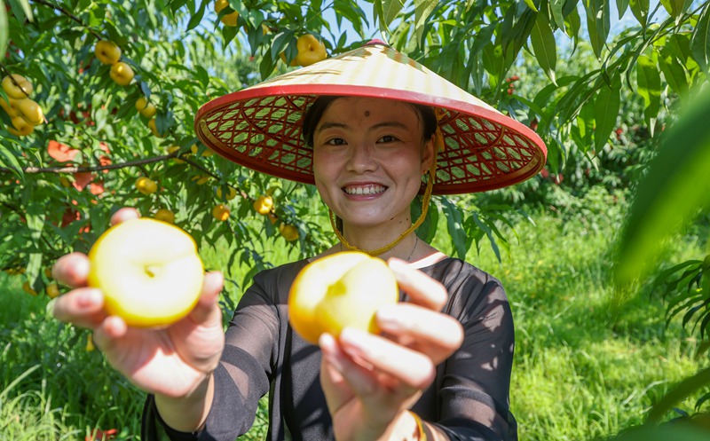 游客在贵州省铜仁市玉屏侗族自治县朱家场镇混寨村蟠桃种植基地采摘蟠桃。