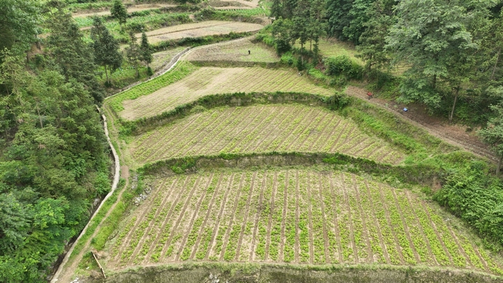 站街镇林歹村落夯组，黄柏苗育种地（陆劲松摄）.jpg