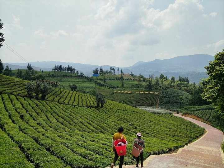 以茶促旅、以旅兴茶。.jpg