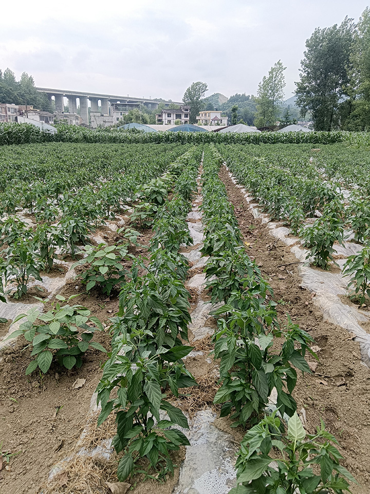 偏洞社區辣椒產業。