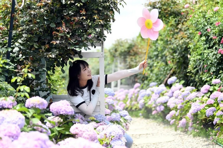 市民游客在南明區永樂鄉萌遇桃花島農場的繡球花叢中拍照打卡。