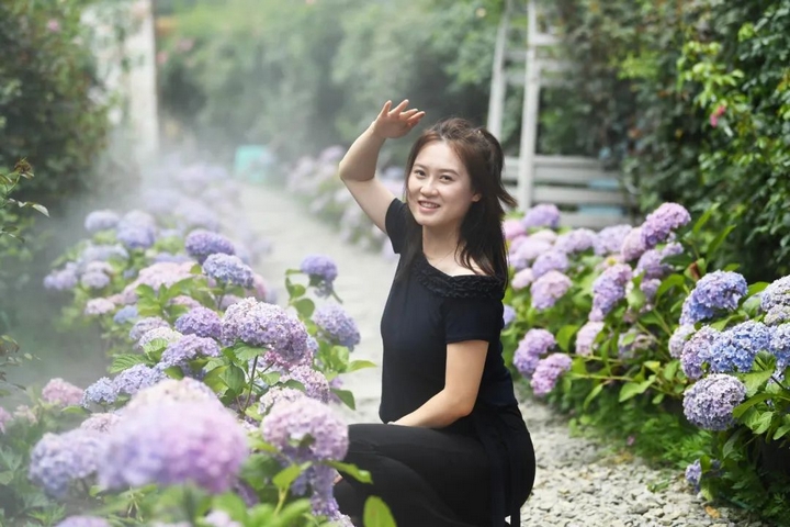 市民游客在南明區永樂鄉萌遇桃花島農場的繡球花叢中拍照打卡。