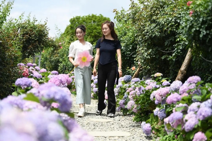 市民游客在南明區永樂鄉萌遇桃花島農場的繡球花叢中拍照打卡。