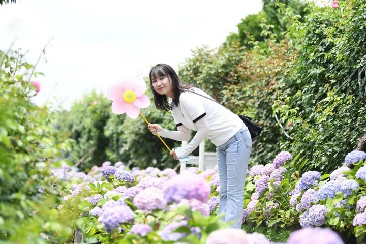 市民游客在南明區永樂鄉萌遇桃花島農場的繡球花叢中拍照打卡。