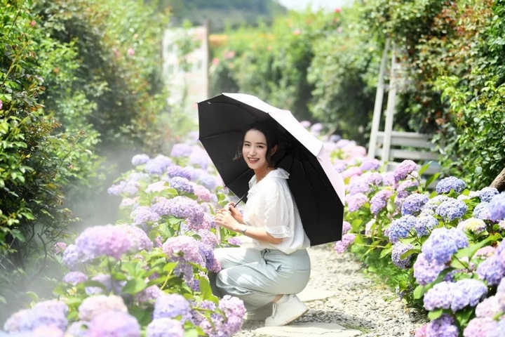 市民游客在南明區永樂鄉萌遇桃花島農場的繡球花叢中拍照打卡。