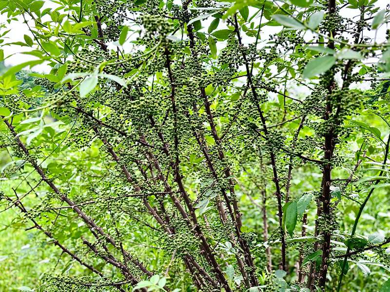 5、一株株茂盛的花椒树上挂着一串串沉甸甸的果实。何小露 摄