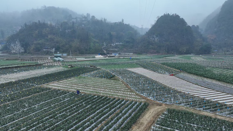 蔬菜種植基地採摘。