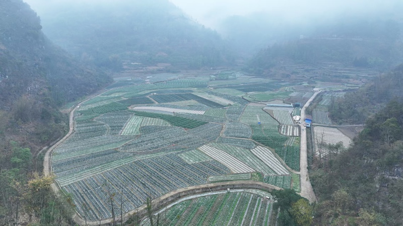 蔬菜種植基地。