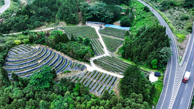 罗甸县龙坪镇板庚村蜜宝火龙果种植基地。