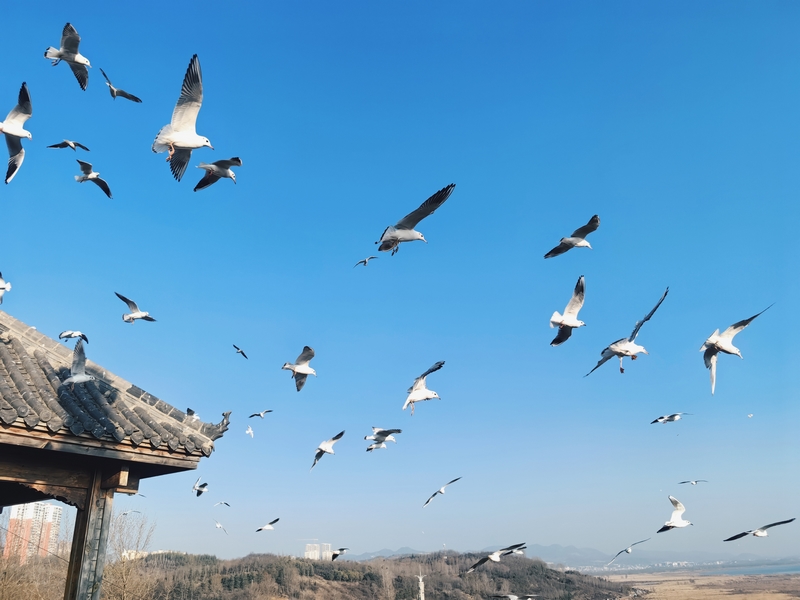 威宁草海上空中翱翔的海鸥。聂娇