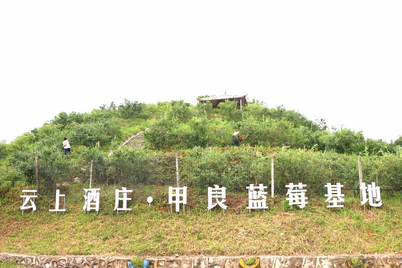 甲良藍莓基地。
