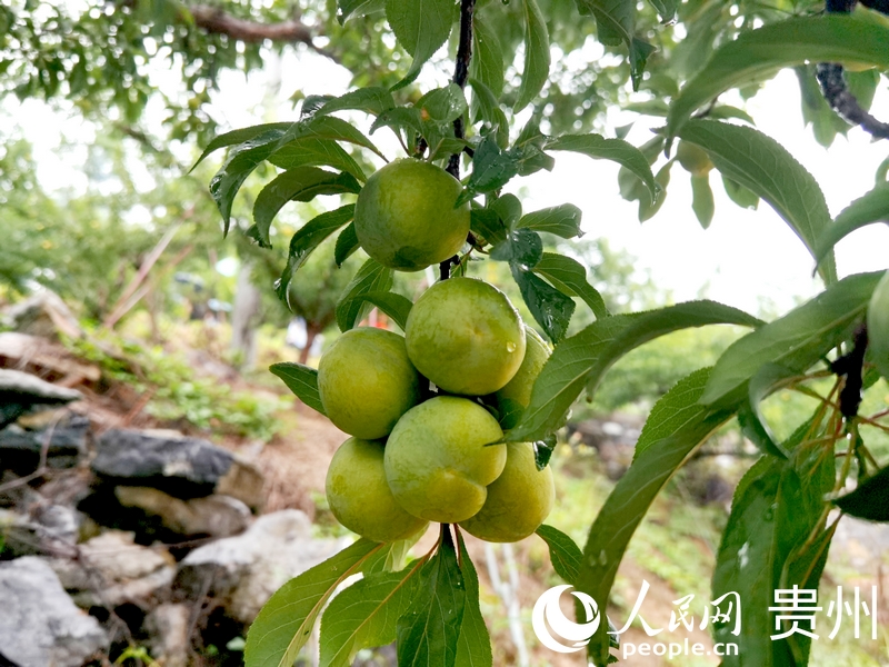 沉甸甸的果实缀在枝头。人民网记者 王秀芳摄