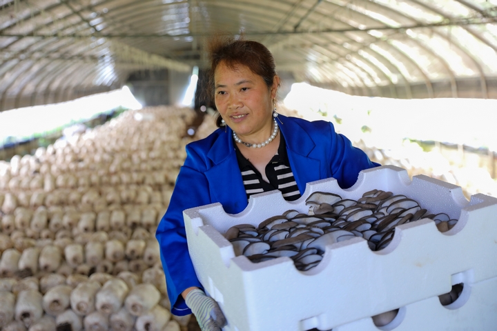 赫章縣草子坪村務工人員採收蘑菇。陳春志 攝.JPG