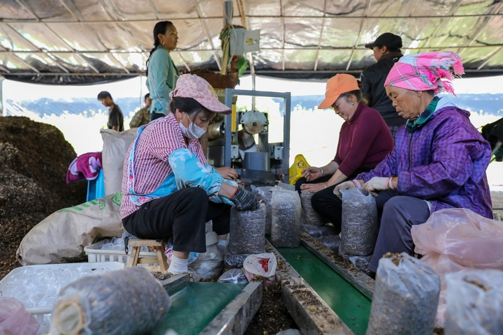 赫章縣草子坪村務工人員裝袋蘑菇菌棒。陳春志 攝.JPG
