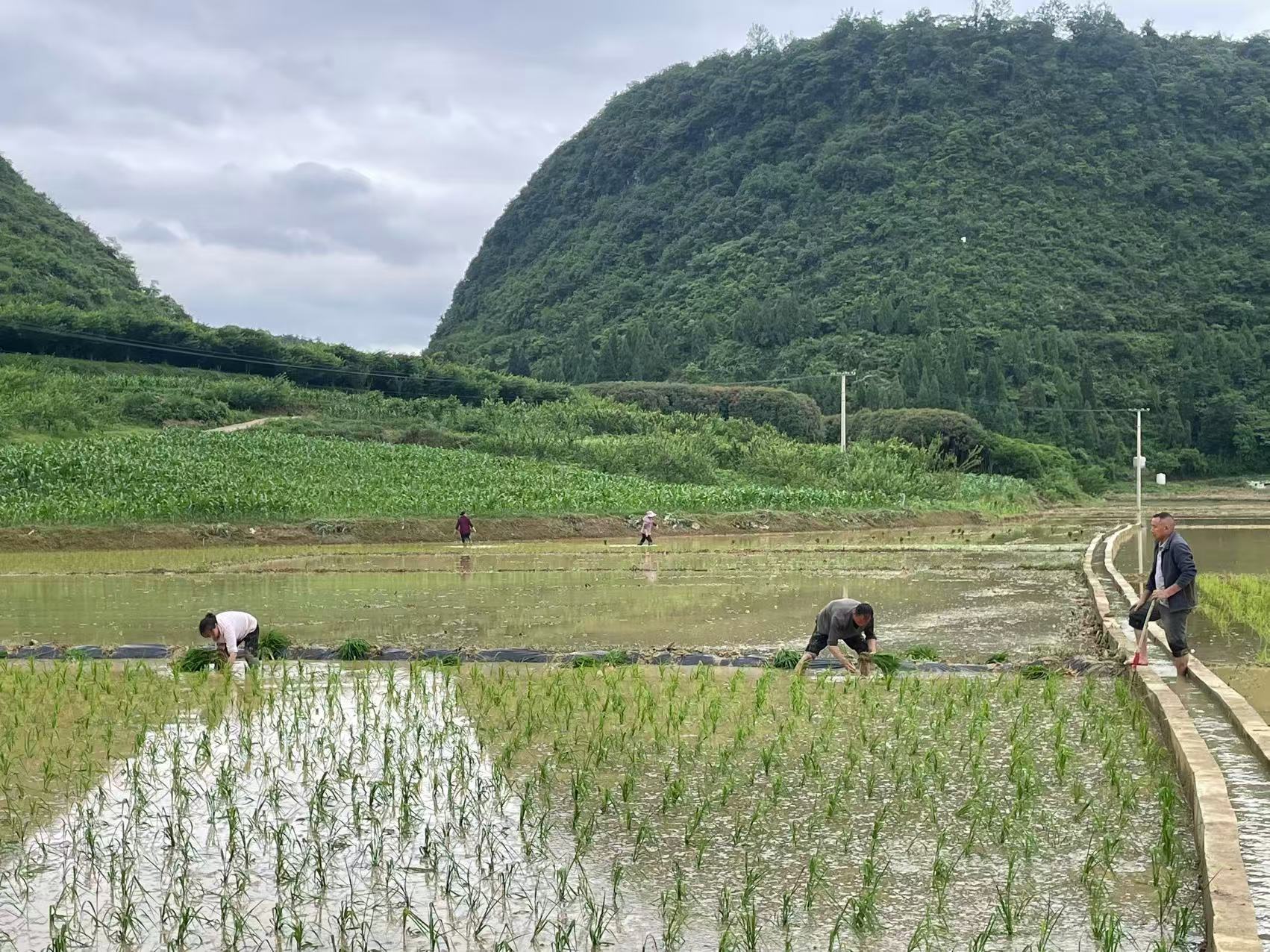 米坪乡插完秧后绿油油的景象.jpg