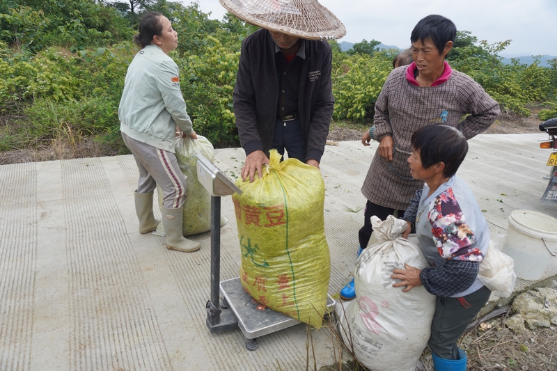 金银花称重。