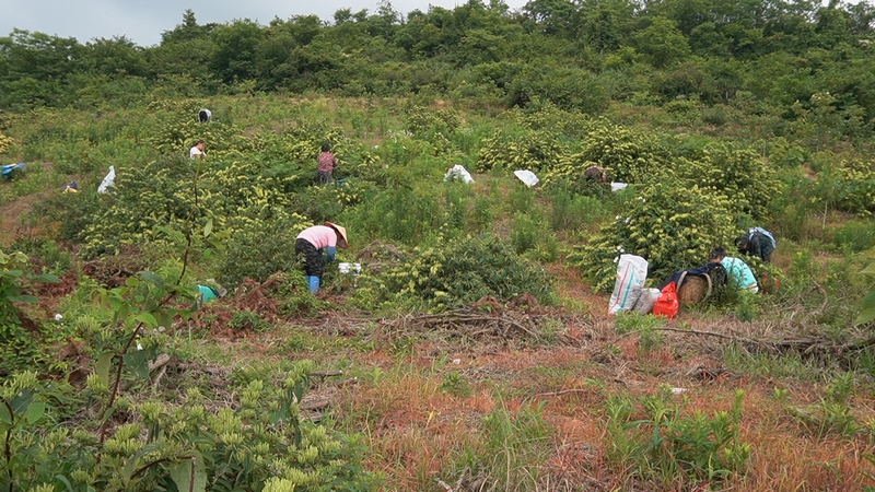 金银花基地里村民采摘忙。
