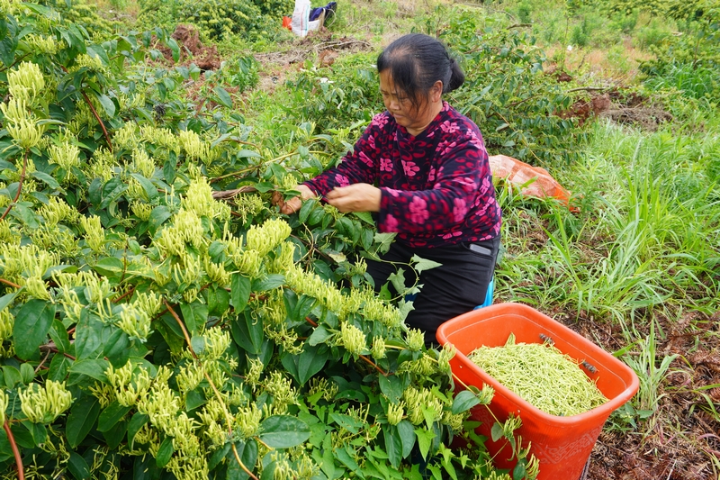 采摘金银花。