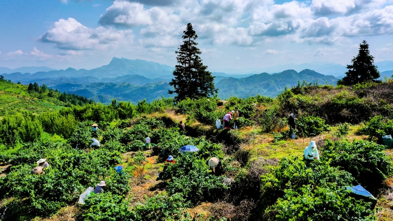 金银花种植田内一派繁忙景象。