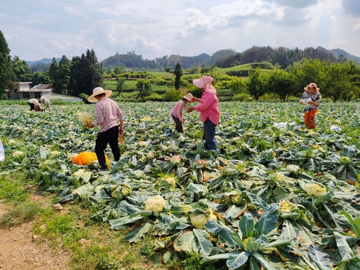 采摘花菜现场。