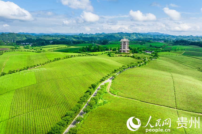 航拍贵州省遵义市湄潭县万亩茶海景区。人民网记者 涂敏摄