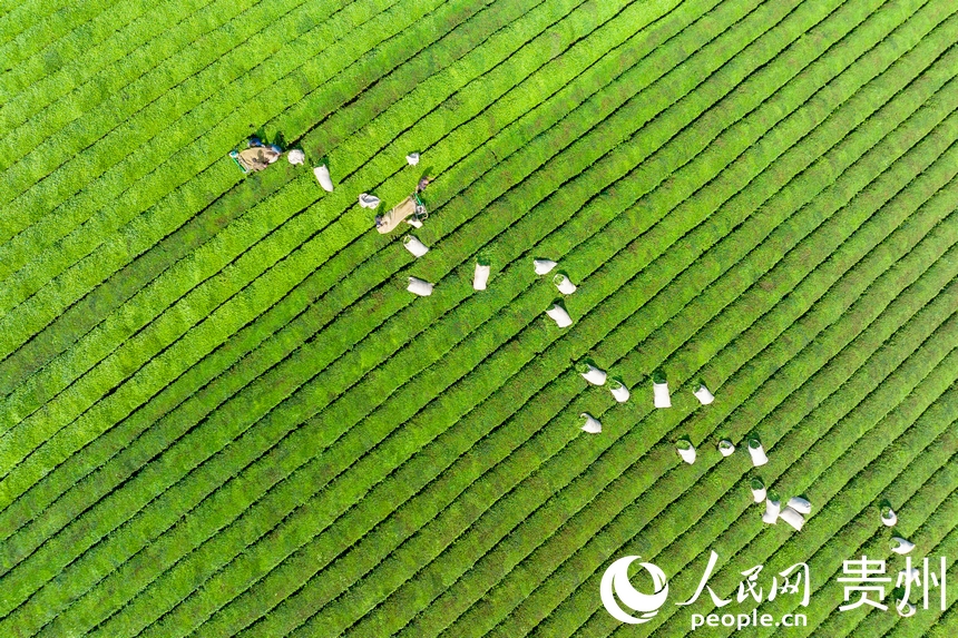 茶農在茶園內收茶。人民網記者 涂敏攝