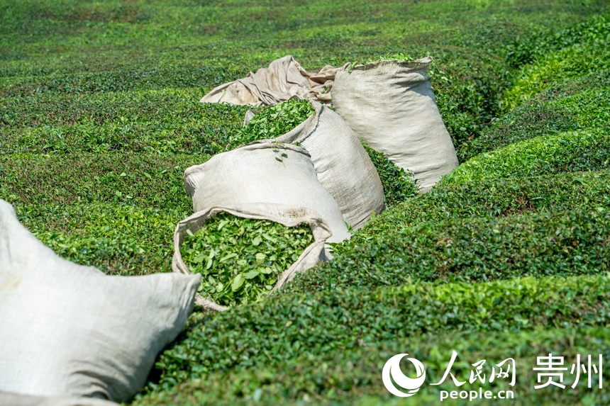 茶園內等待裝車的茶葉。人民網 陽茜攝