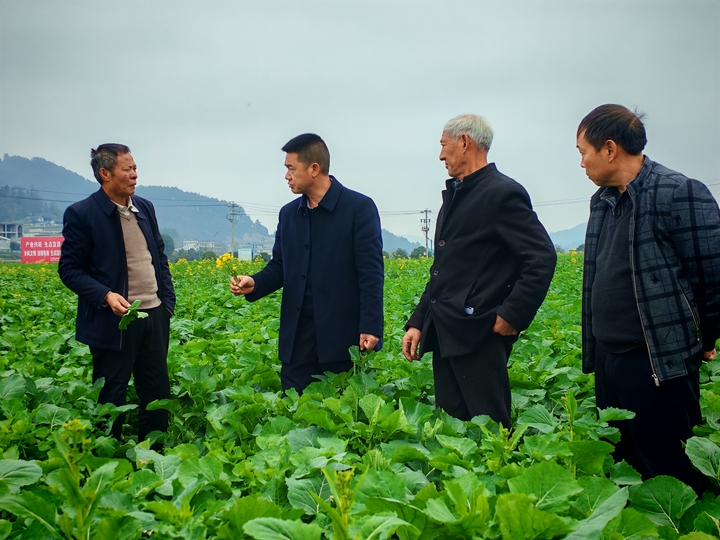 科技特派员到银水村指导油菜管护。.jpg