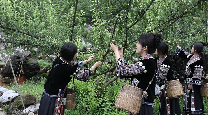 姑娘们正在采摘蜂糖李。