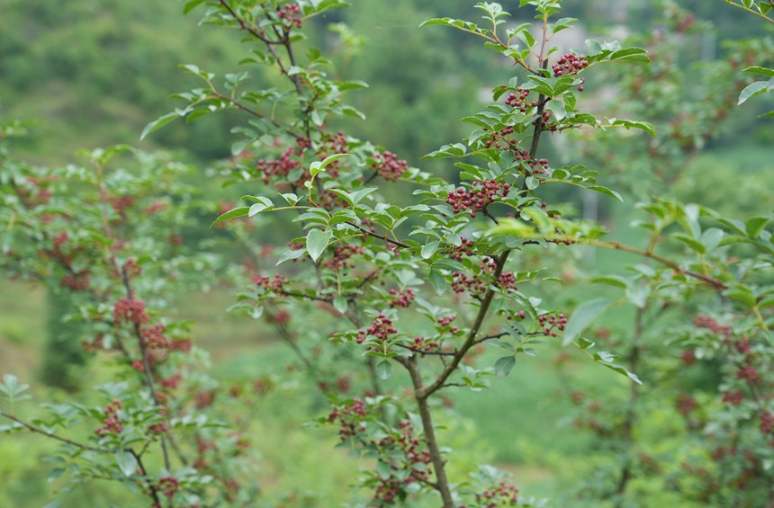 2025年6月18日，貴州省畢節市納雍縣樂治鎮沙子沖社區花椒種植基地，綴滿枝頭的花椒。 楊英攝