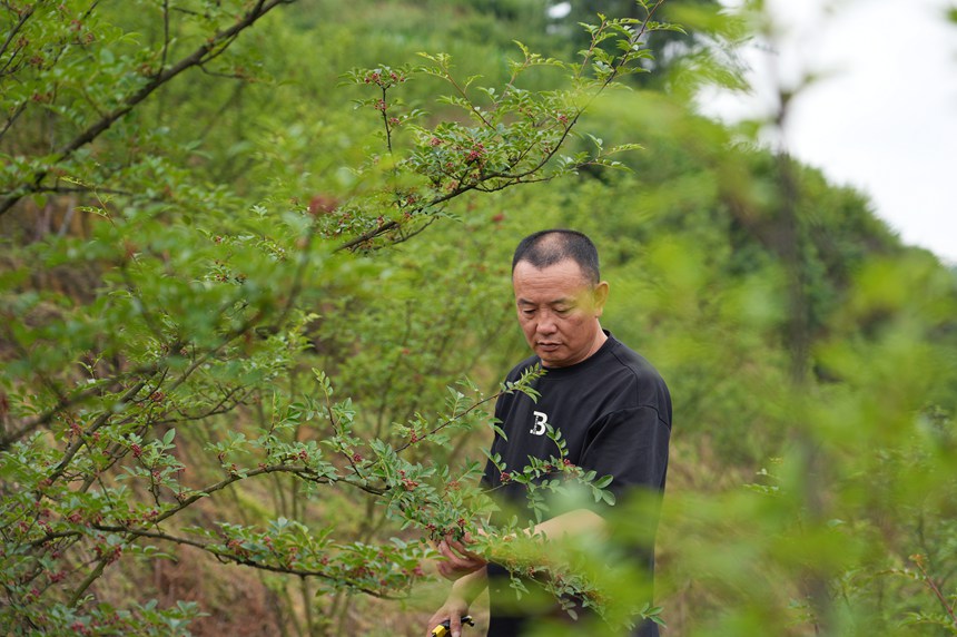 基地負責人在察看花椒成熟度。楊英攝