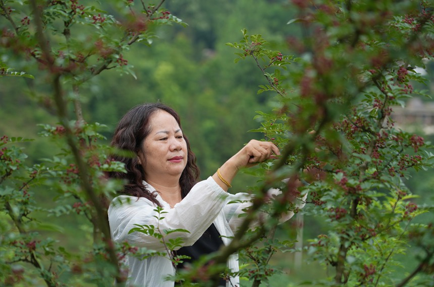 村民在採摘花椒。