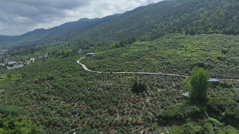 德江县枫香溪镇香树坪花椒种植基地。