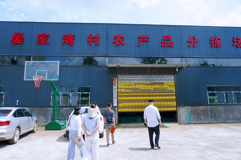 赵军（右）带记者参观晏家湾村辣椒加工厂。
