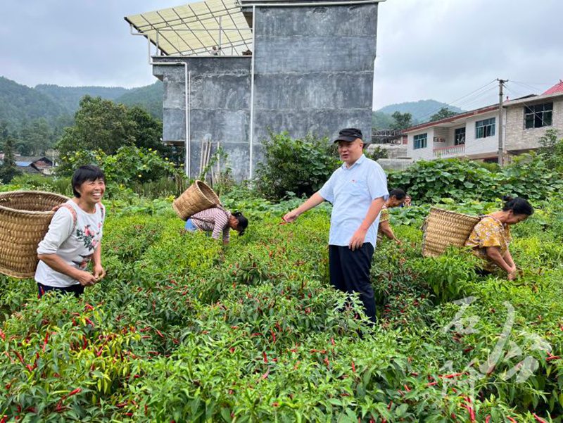 赵军走进辣椒基地向群众了解收成情况。