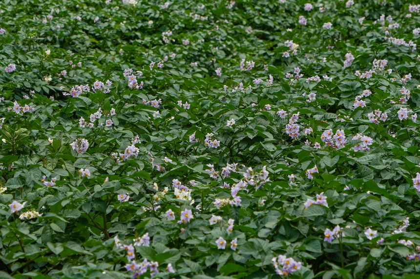 6月23日，在威宁自治县雪山镇马铃薯种植基地，马铃薯花开成“海”。