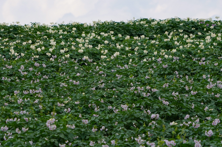 6月23日，在威宁自治县雪山镇马铃薯种植基地，马铃薯花白紫交织，肆意绽放。