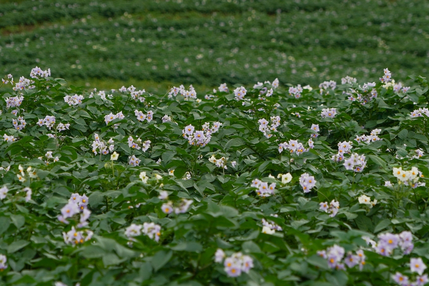 6月23日，在威宁自治县雪山镇马铃薯种植基地，马铃薯花层层叠叠，肆意绽放。