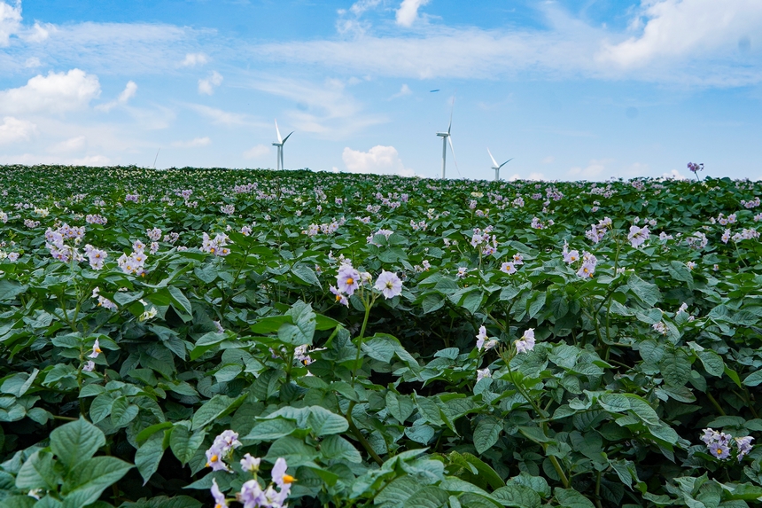 6月23日，在威宁自治县雪山镇马铃薯种植基地，马铃薯花漫山遍野，肆意绽放。