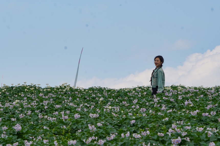 6月23日，在威宁自治县雪山镇马铃薯种植基地，马铃薯花肆意绽放，游客在漫步花海。